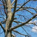 Safeguard Your Farm: Tree Cabling and Bracing Essentials