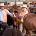 Building Lasting Relationships in Livestock Marketing