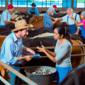Mastering Price Negotiation and Contracting in Livestock Marketing