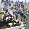 Understanding the Impact of Auctions on Livestock Marketing