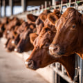 Navigating the Complexities of Livestock Marketing: Challenges and Solutions