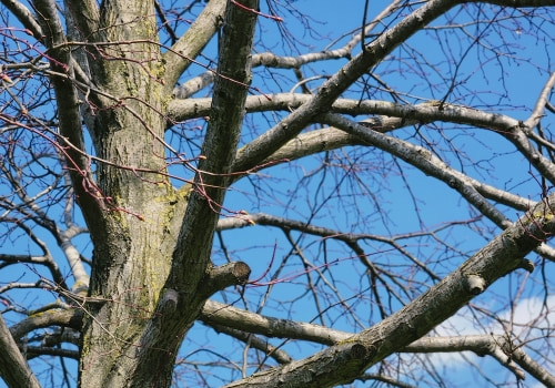 Safeguard Your Farm: Tree Cabling and Bracing Essentials
