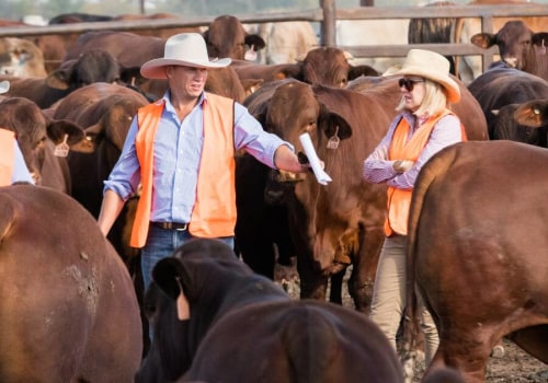 Building Lasting Relationships in Livestock Marketing