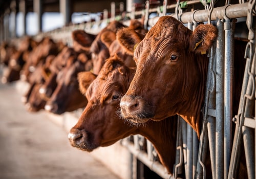 Navigating the Complexities of Livestock Marketing: Challenges and Solutions