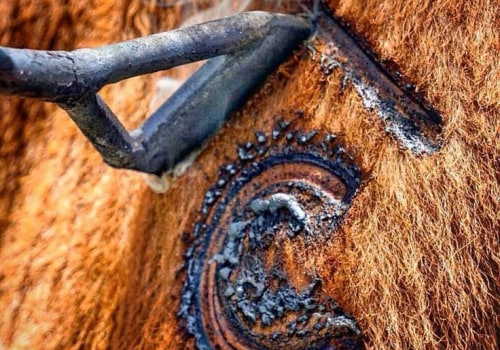 Understanding the Impact of Branding on Livestock Marketing